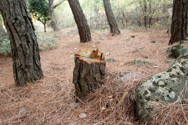 How Our Tree Care Process Works  in  Tioga Terrace, NY