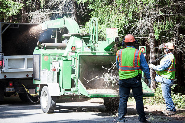 Reliable Tioga Terrace, NY Tree Removal Services Solutions